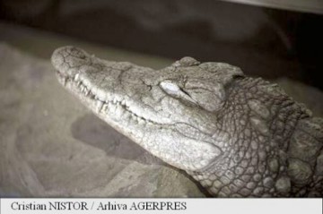 Un bărbat atacat de un crocodil a reuşit să se salveze băgându-i animalului degetele în ochi