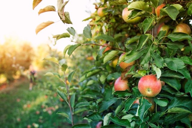 Plantarea pomilor fructiferi și ornamentali în grădină