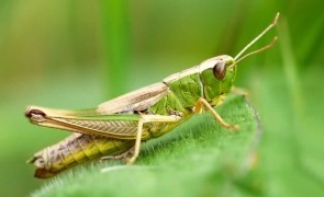 AUR propune interzicerea prin lege a utilizării insectelor în producţia de hrană pentru populaţia umană
