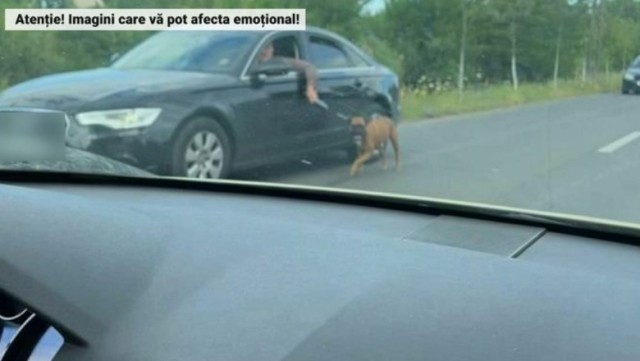 Câine chinuit în trafic de un șofer. Bărbatul este căutat de polițiști! Video