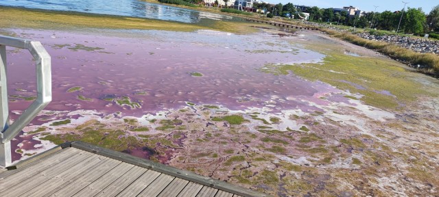 Lacul din Techirghiol a devenit roz! ”Nu este periculos”! Video