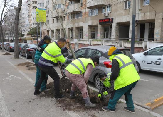 Peste 600 de arbori vor fi plantați în Constanța