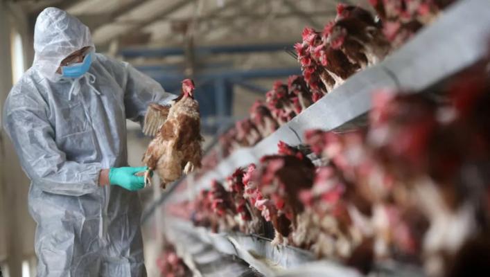 Focar de gripă aviară la o fermă cu peste 75.000 de găini ouătoare