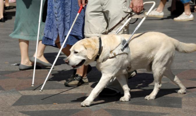 Aproape 100 de nevăzători aşteaptă un câine ghid care să îi ajute să devină independenţi