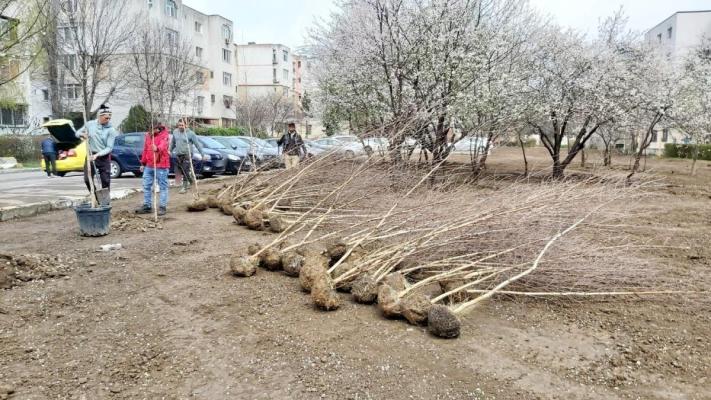 Parc cu mesteceni, în amintirea celor dragi, la Constanța