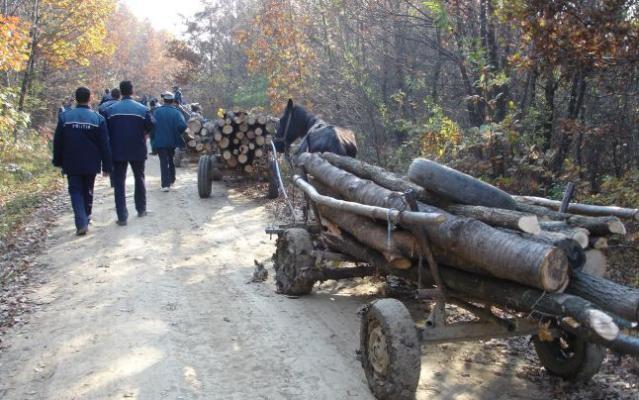 Cum se fură lemnele din pădurile din Tulcea!