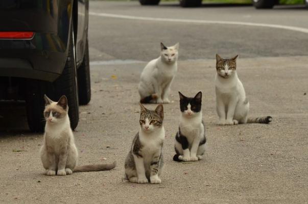 Mai multe pisici au fost găsite străpunse de săgeți, după ce au fost „vânate” cu arbaleta 