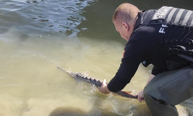 Sturion redat mediului natural de către polițiștii de frontieră. Video