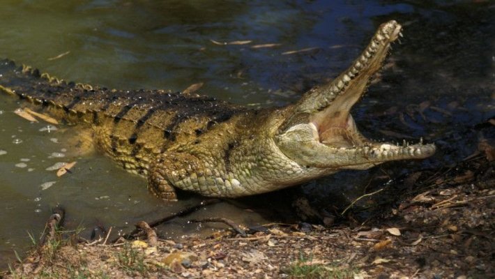 Trei sud-africani au fost arestați după ce au furat un crocodil de Nil de 2,5 metri  