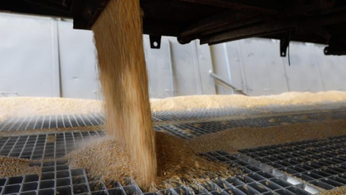 Producătorii de nutreţ din Ungaria se opun interzicerii importurilor de cereale şi oleaginoase din Ucraina