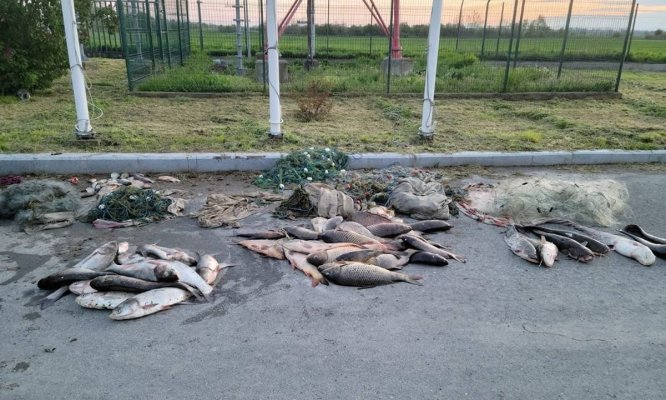 170 kilograme de pește pescuit în perioada de prohibiție, descoperite de polițiștii de frontieră