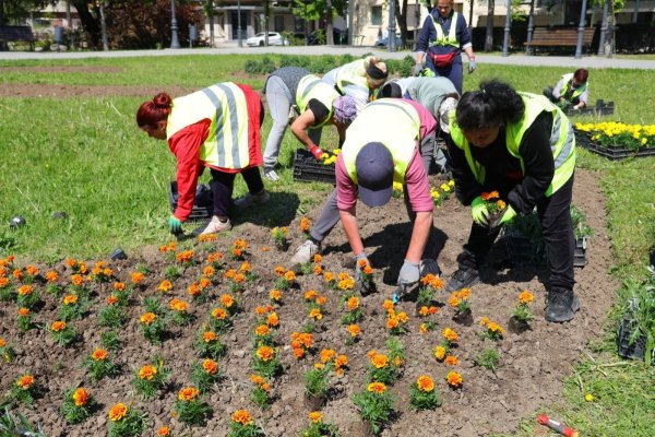 Zeci de mii de flori vor fi plantate în Constanța în următoarea perioadă 