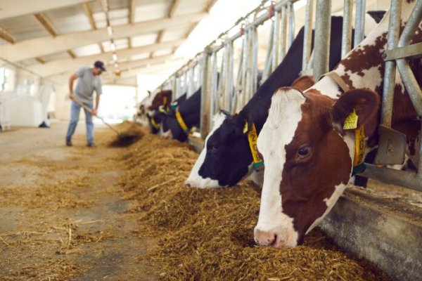 ANSVSA: Fermierii au obligaţia să respecte măsurile specifice protejării animalelor în perioadele caniculare