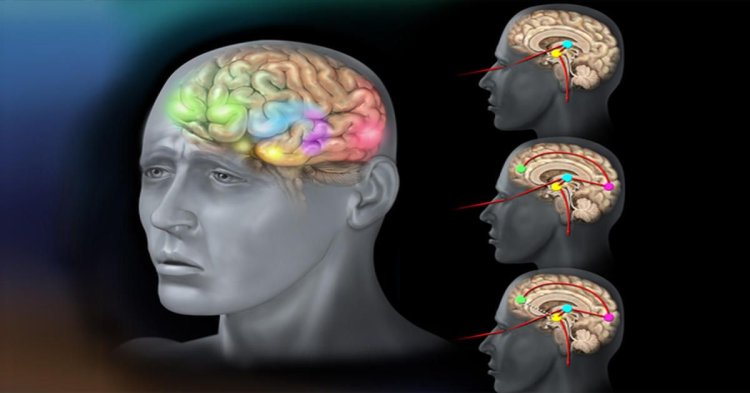 Studiu: O genă din creier ar putea stopa anxietatea