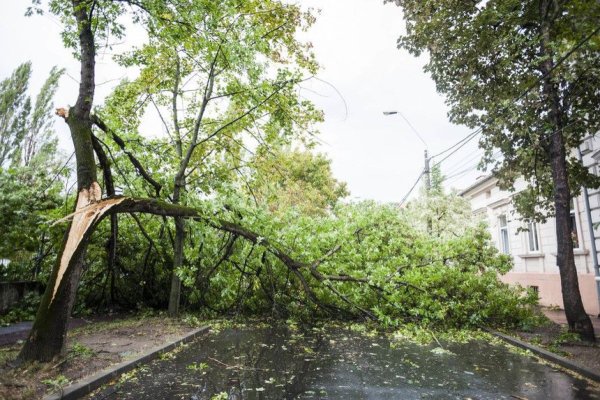 6 copaci au căzut iar 7 mașini au fost avariate în zona București - Ilfov  