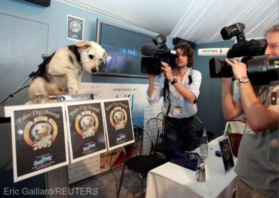 Cannes 2023: Trofeul Palme Dog, atribuit câinelui din filmul ''Anatomie d'une chute''