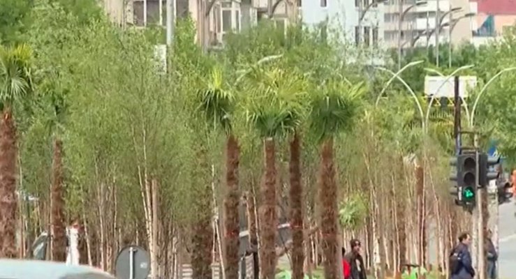 Scandal după ce Negoiță a plantat palmieri la Piața Unirii 