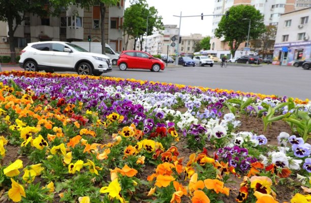 Primăria Constanța anunță că a plantat aproape 120.000 de flori în tot orașul