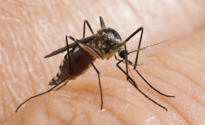 Înțepăturile de țânțar: Cele mai bune remedii naturiste 