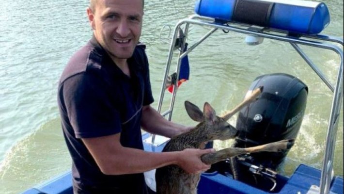 Doi polițiști de frontieră au salvat un pui de căprioară care era să se înece în Dunăre