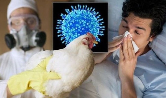 OMS avertizează că virusul aviar ar putea suferi mutații care ar infecta cu ușurință oamenii