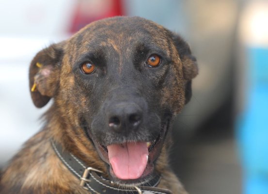 Continuă programul de adopție a câinilor de la Adăpostul public pentru Animale Abandonate