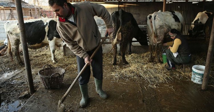 Producția internă de lapte, în declin. Românii consumă tot mai multe lactate aduse din străinătate