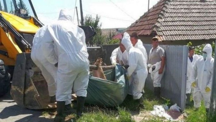 Focar de pestă porcină africană într-o fermă cu peste 300 de animale