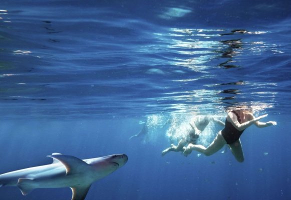 O femeie care era în vacanță, în Egipt, a confundat rechinul cu tonul și a rămas fără o mână  