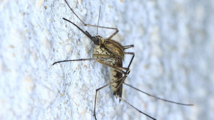 53 de cazuri confirmate cu virusul West Nile în România  