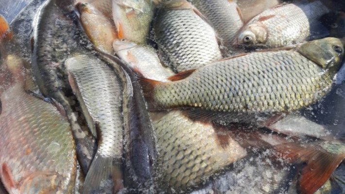 Patronatul Peştelui din România: Aproape 70% dintre fermele piscicole ar putea falimenta până anul viitor