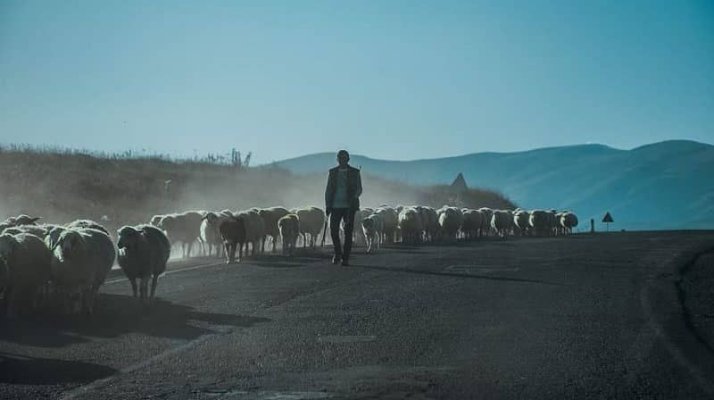 Un șofer a spulberat un cioban care mergea cu turma de oi pe un drum național