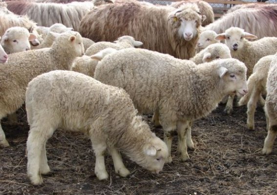 Aproape 3.000 de oi dintr-o fermă din județul Tulcea au murit într-un incendiu