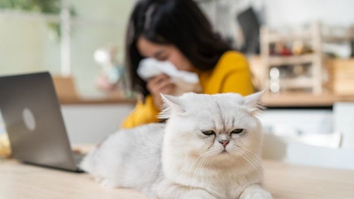 A fost produs un vaccin pentru tratarea alergiei la părul de pisică