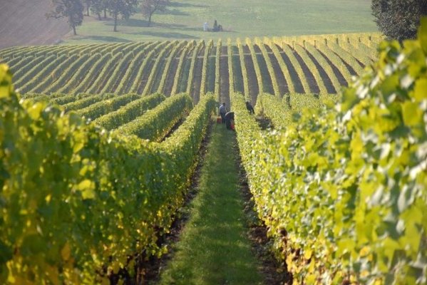 România este una dintre puținele țări care au produs mai mult vin în 2023 decât anul trecut