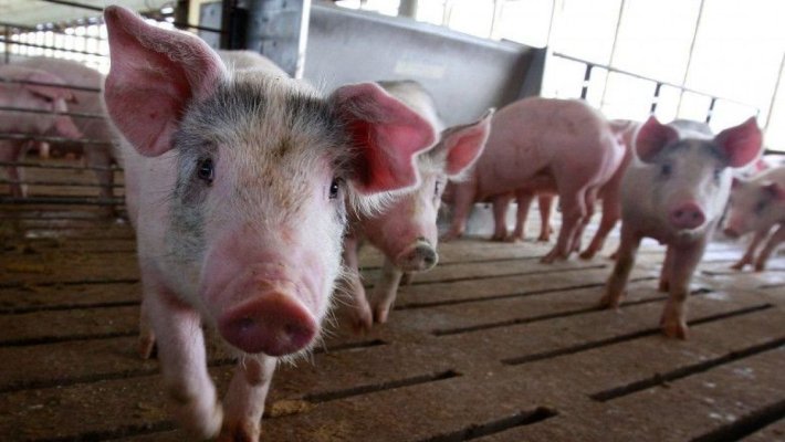 Noi reguli pentru creșterea porcilor: Tăviță cu dezinfectant și încălțăminte nouă la intrarea în coteț