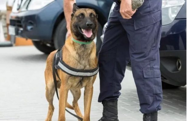 Penitenciarul Poarta Albă cumpără un câine antrenat să găsească droguri și telefoane ascunse de deținuți