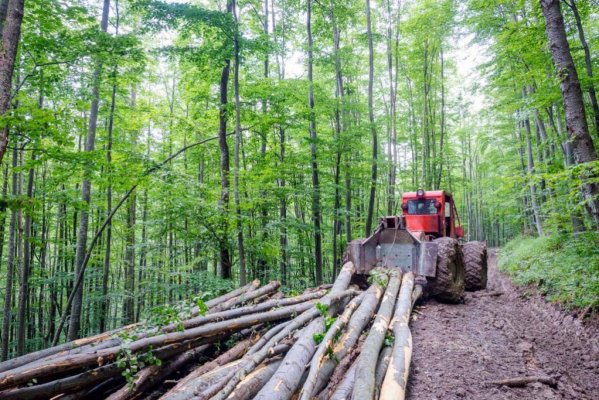 Proprietarii de păduri protejate vor fi compensaţi pentru restricţiile impuse în recoltarea lemnului: 191.000.000 de lei, în 2024