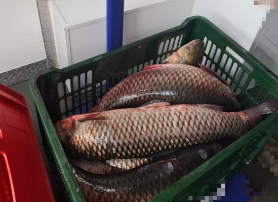 Un bărbat, prins în timp ce vindea pește ilegal, la Medgidia