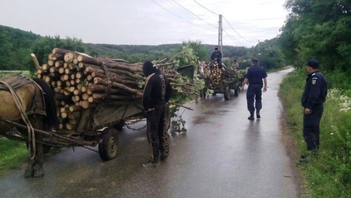 Un pădurar a fost amenințat cu fierăstrăul de către un hoț de lemne