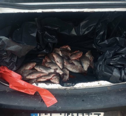 Polițiștii ialomițeni au confiscat 37 kg de pește din portbagajul unui bărbat