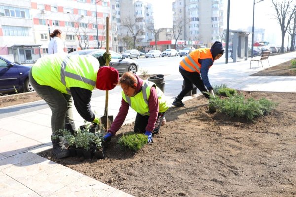 Primăria Constanța a organizat acțiune de plantare pe spațiile verzi