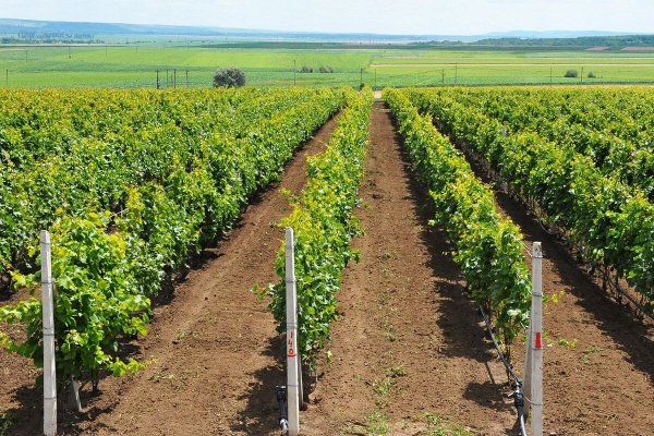 APIA a plătit aproape 167 de milioane de lei prin FEGA pentru sectorul vitivinicol