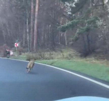 Scene de groază, în plină zi, la Brașov: un lup alerga un biciclist să-l mănânce. Video