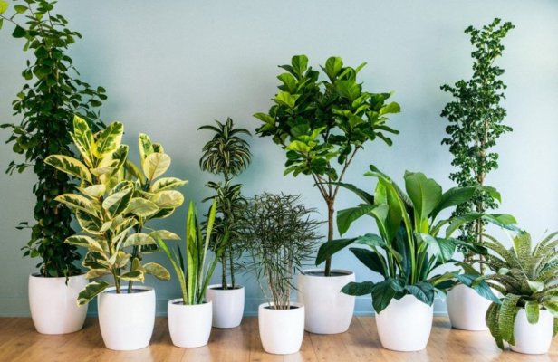 O amenințare tăcută pentru casă: 5 cele mai otrăvitoare plante de apartament