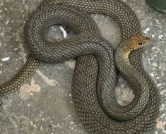 Un șarpe de peste 1.5 metri lungime, capturat într-o locuință din Pecineaga. Video