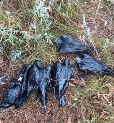 Imagini șocante cu păsări fără suflare sau în agonie în „Balta Morții”