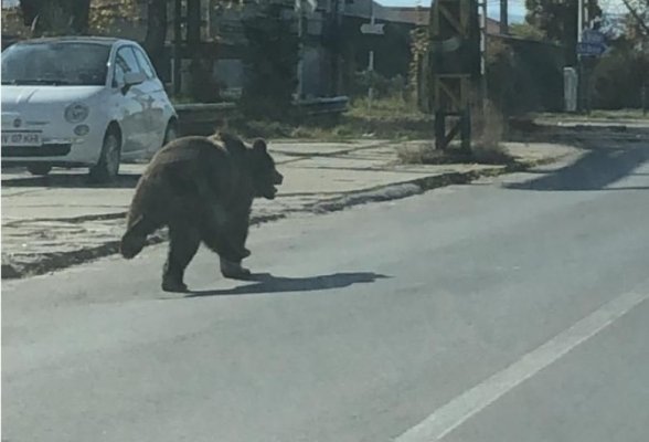 Un urs a fost văzut pe străzile din Sinaia. Turiștii, avertizați prin RO-ALERT