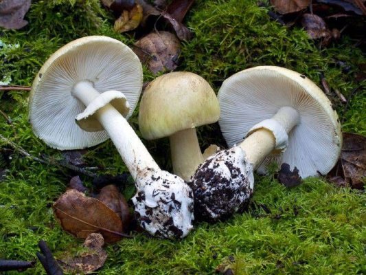 Cinci copii au ajuns în spital după ce au mâncat ciuperci otrăvitoare culese din pădure