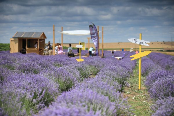 Boutique Lavender Fest, Mereni, și-a deschis porțile în mijlocul unui câmp vast de lavandă înflorită